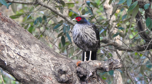 Himalayan Pheasants and other 70 Top Birds of Pangot