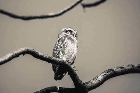  Spotted owlet inside the Gir National Park