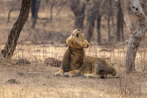 wildlife tours in gir forest