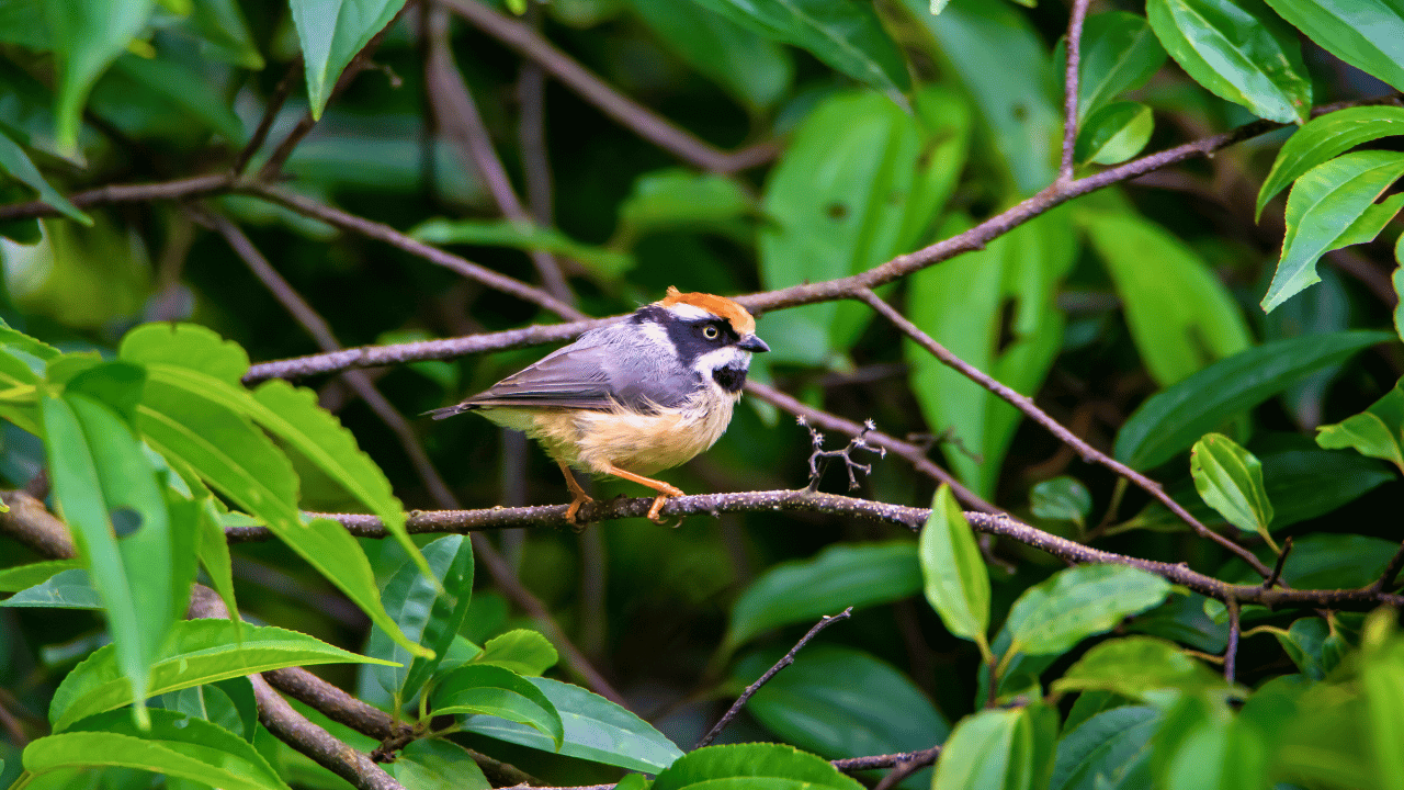 Black-throated Tit