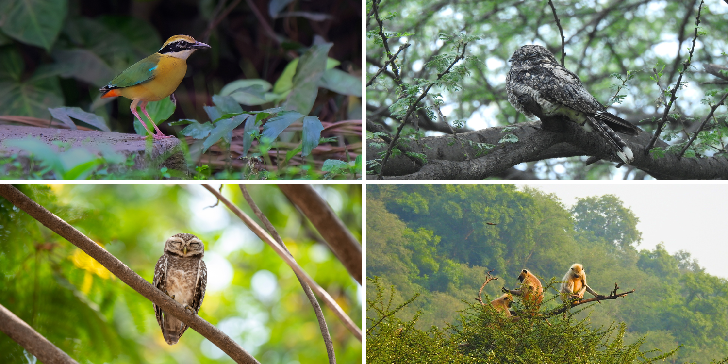 Birding In Jaipur