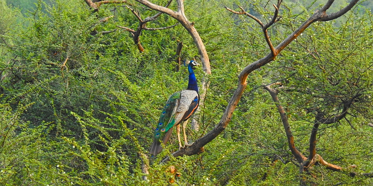 Peacock 