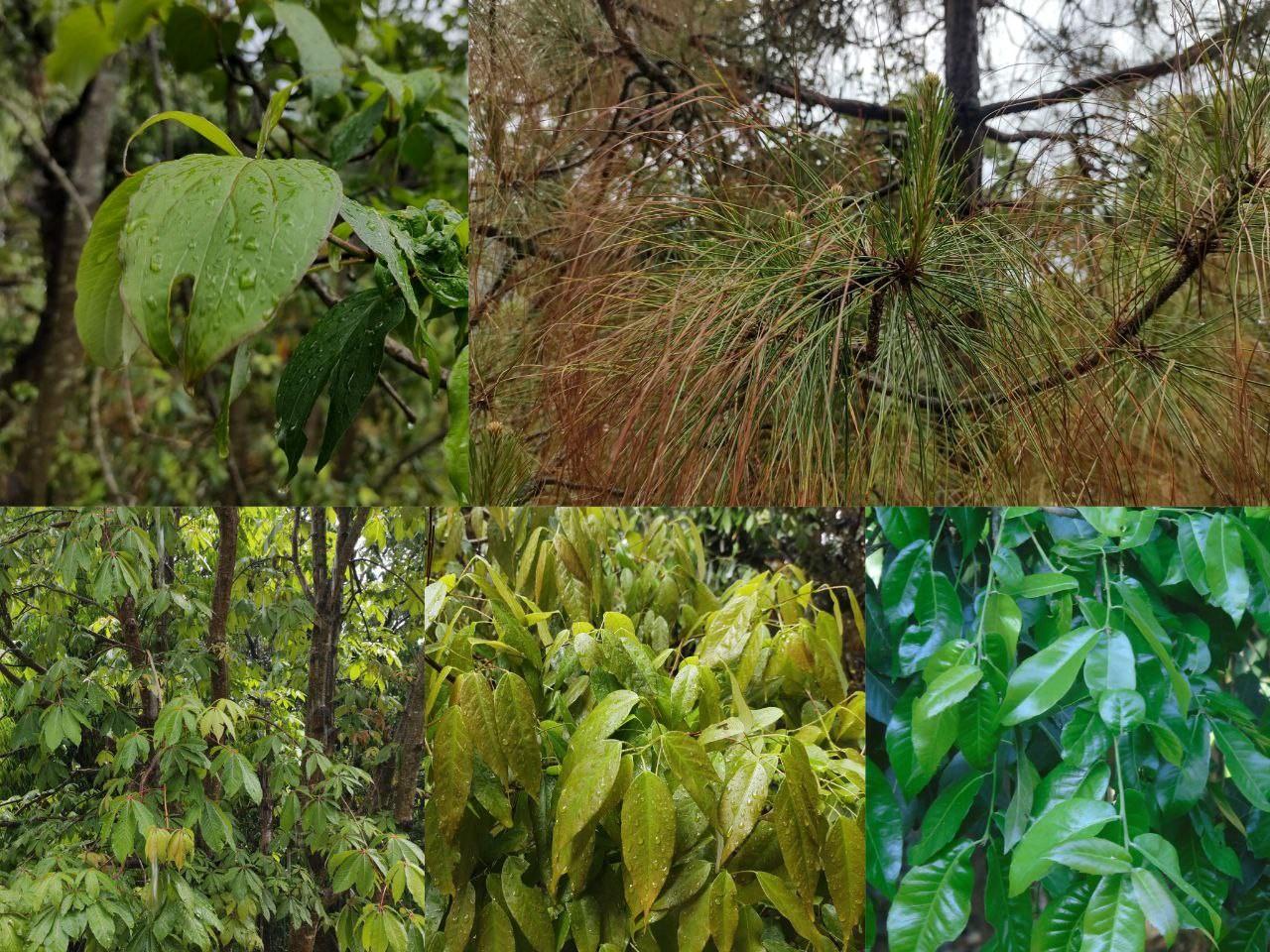 Diversity of Trees