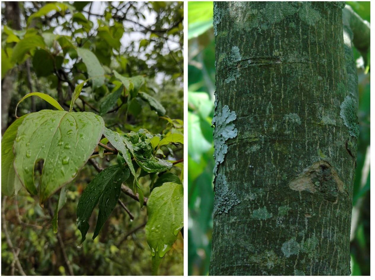 Khagsa, large leaf dogweed