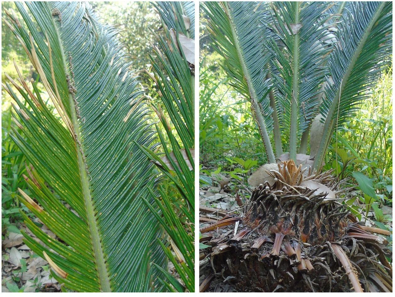 Sago palm