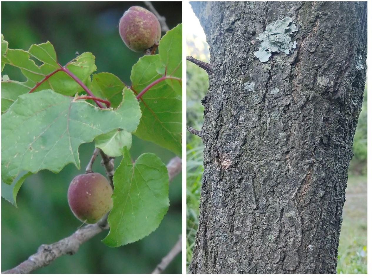 Apricot, khubani