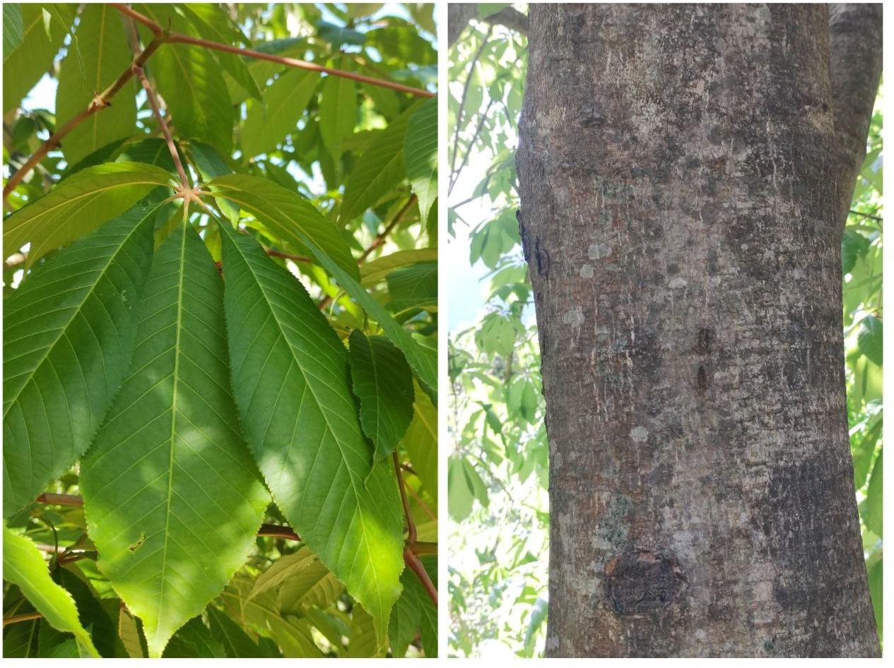 Indian horse chestnut, panger