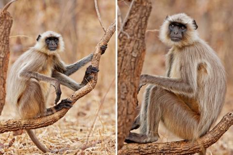 Gray Langur in the Bandhavgarh National Park