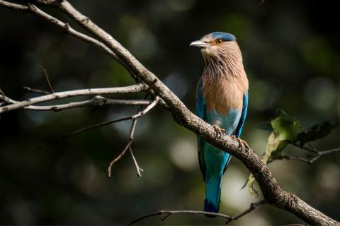  Indian Roller at Bandhavgarh National Park