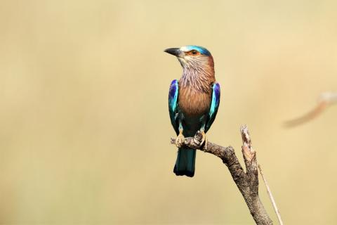  Indian roller, Corbett National Park, India