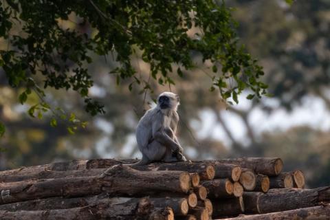 Langoor in Jim Corbett park