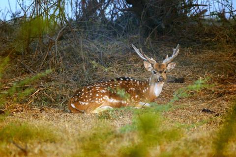  Resting Spotted deer in Bandhavgarh National Park, India