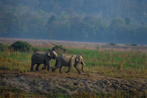  Wild Elephant in Jim Corbett national park