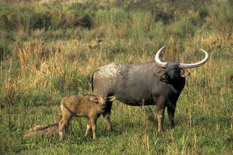  4.-water_buffalo