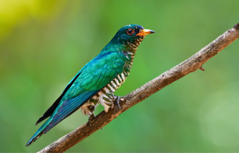 Asian Emerald Cuckoo