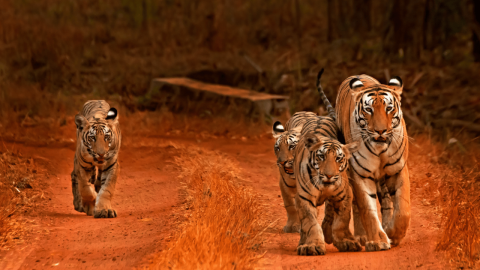 Bandhavgarh National Park