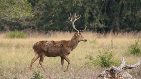  Bandhavgarh Safari