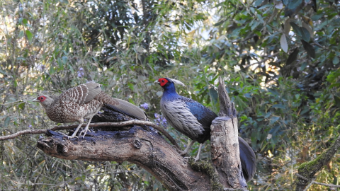  Birding In Pangot