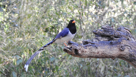  Birding In Sattal pangot