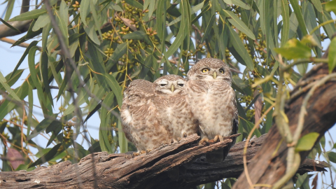  Birding In Sattal