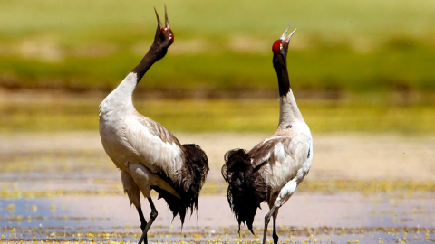  Black-necked crane