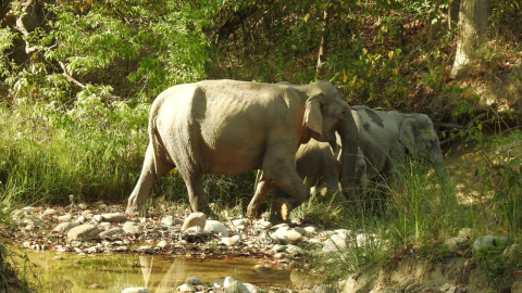  Corbett National Park