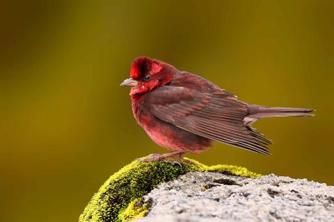  Dark-breasted-Rosefinch