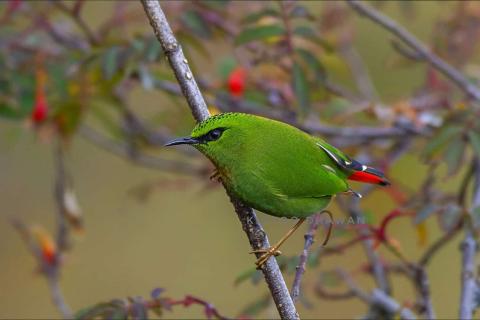 Fire-tailed-Myzornis