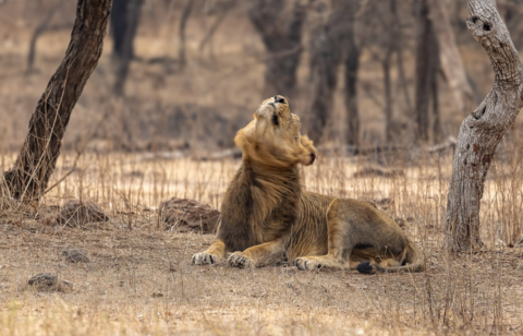 Gir National Park