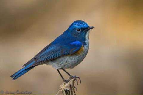 Himalayan-Bluetail