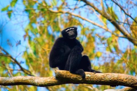 Hoolock-Gibbon