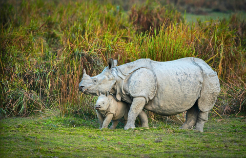 Indian rhinoceros