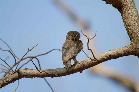  Jungle-Owlet