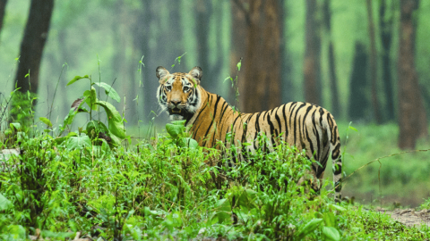 Kanha National Park Safari