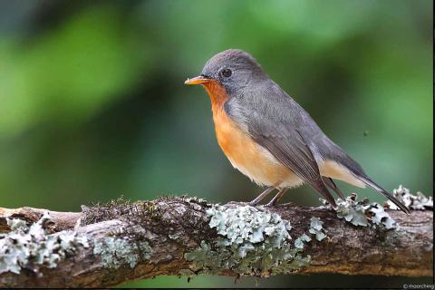  Kashmir-Flycatcher