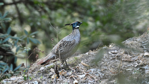  Koklass pheasant