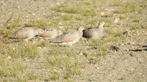  Ladakh Birding And Widlife Tours