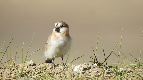  Ladakh Birding Tours