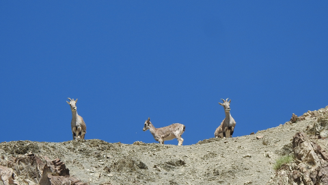  Ladakh Wildlife Tours