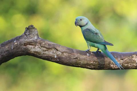  Malabar-Parakeet