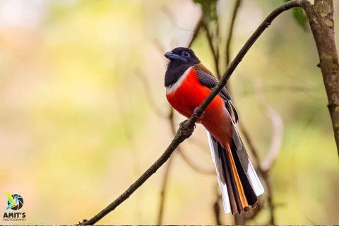  Malabar-Trogon