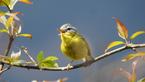 North Indian Birding Tours