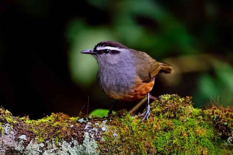  Palani-Laughingthrush