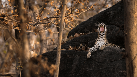 Pench National Park Maharashtra