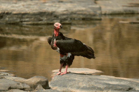 Pench National Park Safari