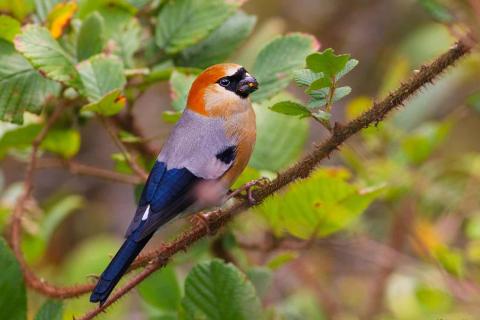 Red-Headed-Bullfinch