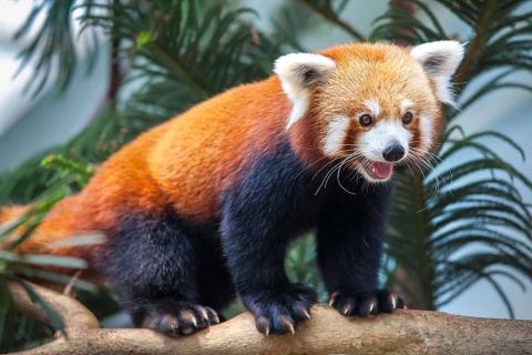 Red-Panda