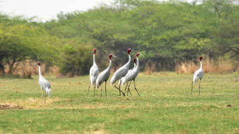  Sarus-crane