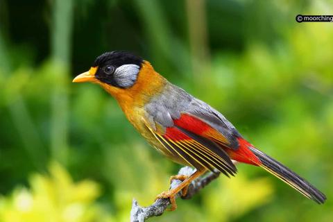  Silver-Eared-Mesia