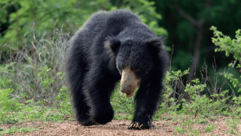 Sloth Bear Pench National Park